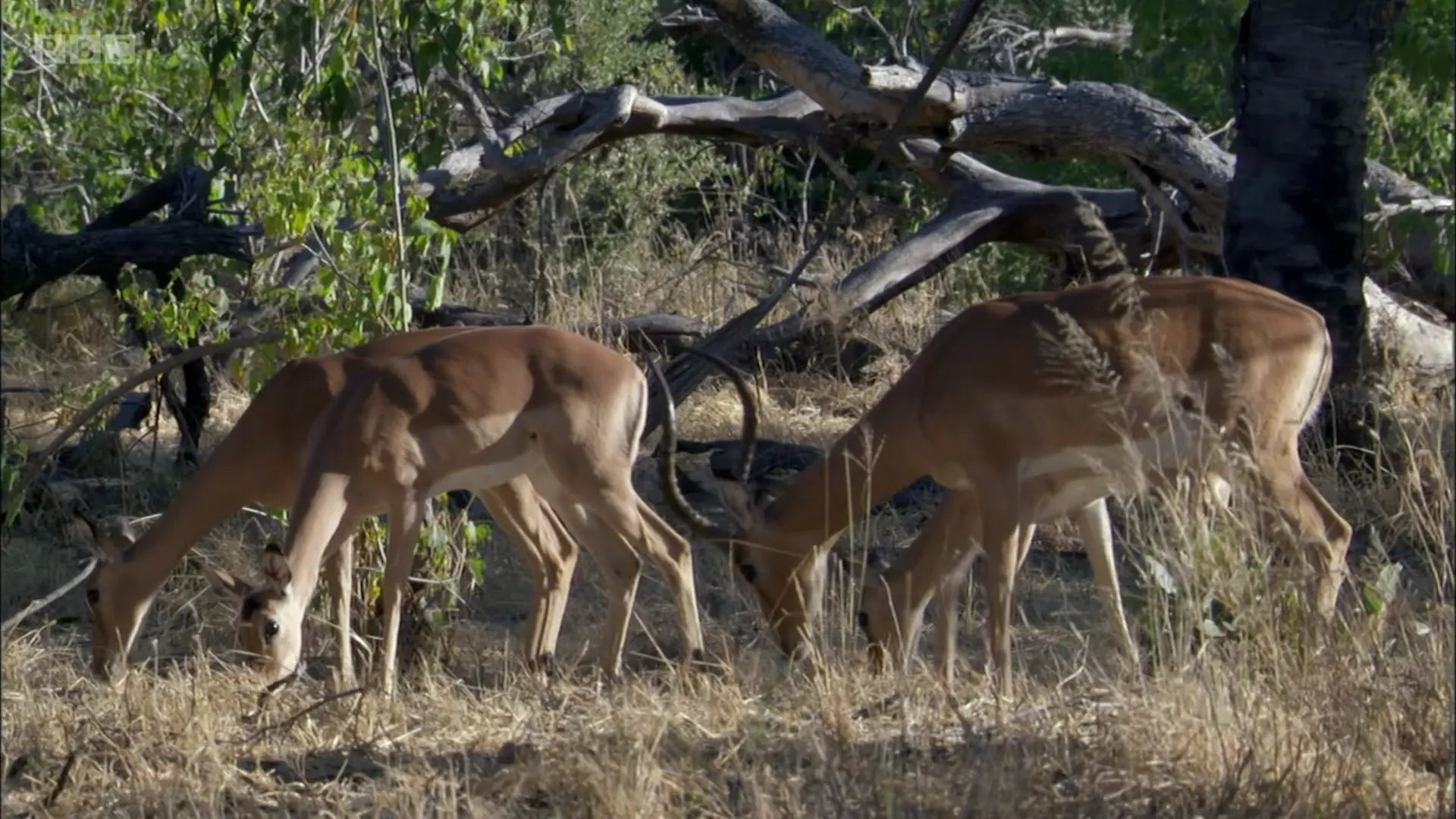 Common impala (Aepyceros melampus melampus) as shown in Planet Earth - From Pole to Pole